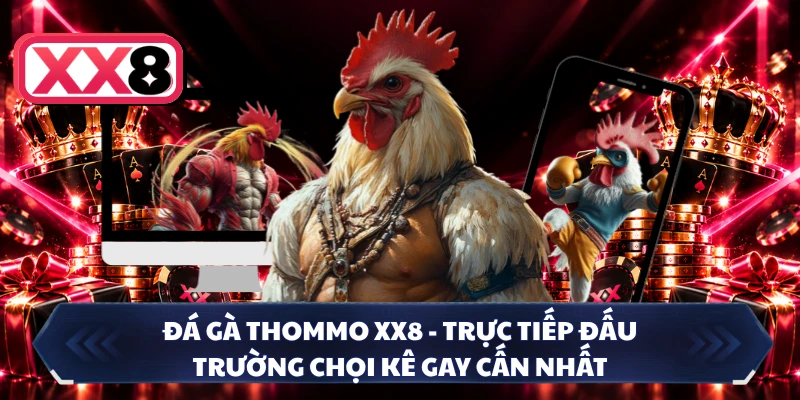 Đá Gà Thommo XX8 - Trực Tiếp Đấu Trường Chọi Kê Gay Cấn Nhất 