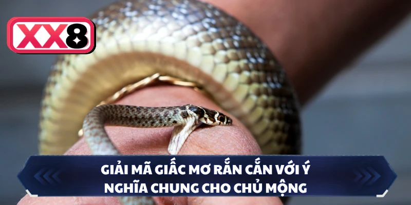 Giải mã giấc mơ rắn cắn với ý nghĩa chung cho chủ mộng